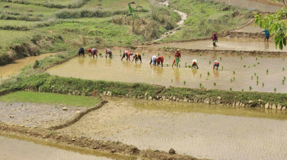 २० हजार हेक्टर जमिनमा चैते धानखेती